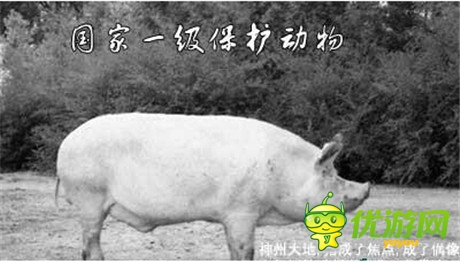 八戒你怎么看《洪荒OL》豬價(jià)行情峰回路轉(zhuǎn)