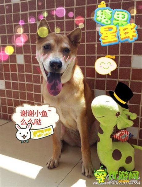 感恩活動上線《糖果星球》新版推出